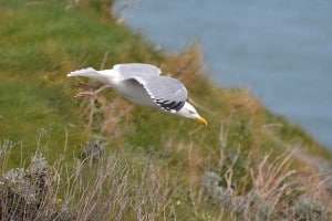 Oiseau des Glénan en Bretagne