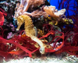 Marinarium de Concarneau